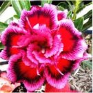 Desert Rose Adenium 2 PCS Seeds