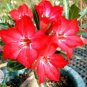 Desert Rose Adenium 2 PCS Seeds