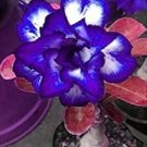 Desert Rose Adenium Seeds Sky Blue Double Petals with White Edge Flowers 1000 PCS Seeds Desert Rose Adenium Seeds Sky Blue Double Petals with White Edge Flowers 1000 PCS Seeds