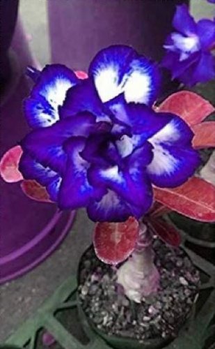 Desert Rose Adenium Seeds Sky Blue Double Petals with White Edge Flowers 1000 PCS Seeds
