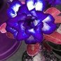 Desert Rose Adenium Seeds Sky Blue Double Petals with White Edge Flowers 1000 PCS Seeds