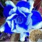 Desert Rose Adenium Seeds Sky Blue Double Petals with White Edge Flowers 1000 PCS Seeds