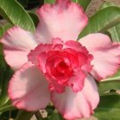 Desert Rose Golden Blood Red Double Petals with Red Stripe Flower 1000 PCS Seeds Desert Rose Golden Blood Red Double Petals with Red Stripe Flower 1000 PCS Seeds
