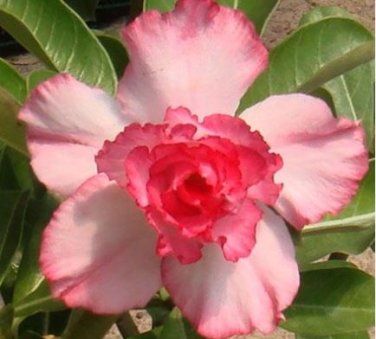 Desert Rose Golden Blood Red Double Petals with Red Stripe Flower 1000 PCS Seeds
