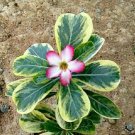 Desert Rose Scarce Grafted Variegated Leaves Petals 1 PCS Seeds