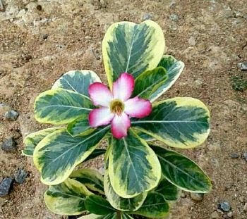 Desert Rose Scarce Grafted Variegated Leaves Petals 1 PCS Seeds