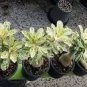 Desert Rose Scarce Grafted Variegated Leaves Petals 1 PCS Seeds