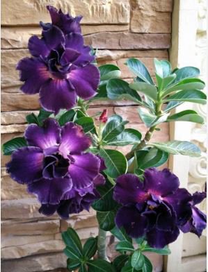 Desert Rose Adenium 2 PCS Seeds