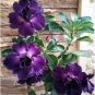 Desert Rose Adenium 2 PCS Seeds