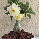 Desert Rose Seed - Fully Yellow Single Flowers 1 PCS Seeds Desert Rose Seed - Fully Yellow Single Flowers 1 PCS Seeds