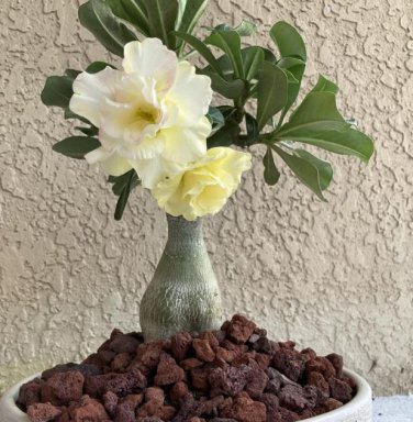 Desert Rose Seed - Fully Yellow Single Flowers 1 PCS Seeds