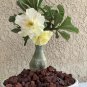 Desert Rose Seed - Fully Yellow Single Flowers 1 PCS Seeds
