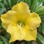 Desert Rose Seed - Fully Yellow Single Flowers 1 PCS Seeds