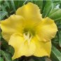 Desert Rose Seed - Fully Yellow Single Flowers 1 PCS Seeds