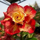 Desert Rose Seed Rose Red Single Petal with Light Purple Edge 1 PCS Seeds Desert Rose Seed Rose Red Single Petal with Light Purple Edge 1 PCS Seeds