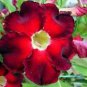 Desert Rose Seed Rose Red Single Petal with Light Purple Edge 1 PCS Seeds