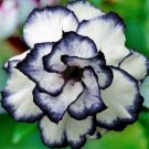 Desert Rose Seeds Black and White Double Flowers 2 PCS Seeds