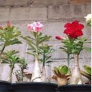Desert Rose Seeds Mixed 120 PCS Seeds