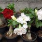 Desert Rose Seeds Mixed 120 PCS Seeds