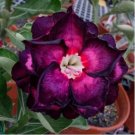 Desert Rose Seeds Bright Dark Red Double Flowers 2 PCS Seeds