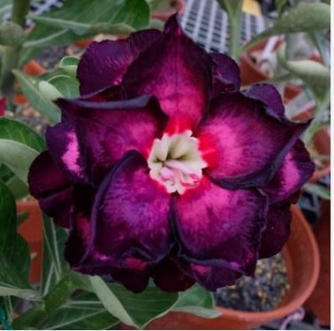 Desert Rose Seeds Bright Dark Red Double Flowers 2 PCS Seeds