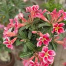Desert Rose Seeds Pink Serious Flowers 2 PCS Seeds Desert Rose Seeds Pink Serious Flowers 2 PCS Seeds