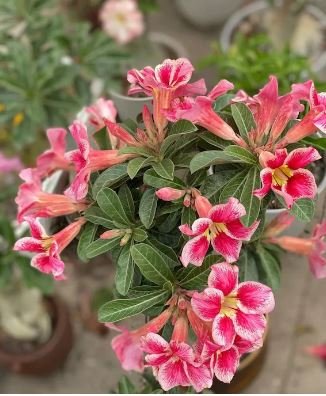 Desert Rose Seeds Pink Serious Flowers 2 PCS Seeds