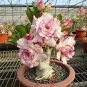 Desert Rose Seeds Pink Serious Flowers 2 PCS Seeds