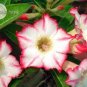 Desert Rose White & Red Bi-Color Single Petals 1 PCS Seeds