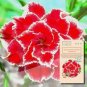 Desert Rose White & Red Bi-Color Single Petals 1 PCS Seeds
