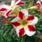 Desert Rose White & Red Bi-Color Single Petals 1 PCS Seeds