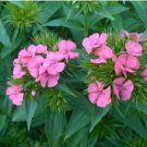 Dianthus barbatus L. American Pink Perennial Flowers 50 PCS Seeds