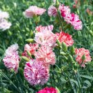 Dianthus Caryophy Chabaud Mixed Carnation 50 PCS Seeds
