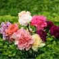 Dianthus Caryophy Chabaud Mixed Carnation 50 PCS Seeds