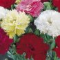 Dianthus Caryophy Chabaud Mixed Carnation 50 PCS Seeds