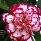 Dianthus Caryophyllus Heirloom Carnation Flower 200 PCS Seeds