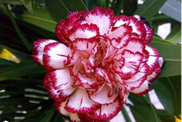 Dianthus Caryophyllus Heirloom Carnation Flower 200 PCS Seeds