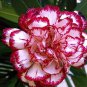 Dianthus Caryophyllus Heirloom Carnation Flower 200 PCS Seeds