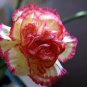 Dianthus Caryophyllus Heirloom Carnation Flower 200 PCS Seeds