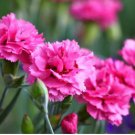 Dianthus Caryophyllus Mother Flower 50 PCS Seeds