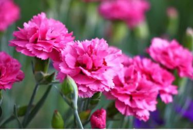 Dianthus Caryophyllus Mother Flower 50 PCS Seeds