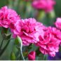 Dianthus Caryophyllus Mother Flower 50 PCS Seeds