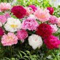 Dianthus Caryophyllus Mother Flower 50 PCS Seeds