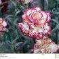 Dianthus Caryophyllus Seeds Carnation Black Double Flowers with White Edge 100 PCS Seeds