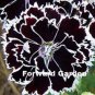 Dianthus Caryophyllus Seeds Carnation Black Double Flowers with White Edge 100 PCS Seeds