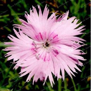 Dianthus Chinensis Bonsai Mix Color Flower Bonsai Pot Plant 50 PCS Seeds
