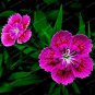 Dianthus Chinensis Bonsai Mix Color Flower Bonsai Pot Plant 50 PCS Seeds