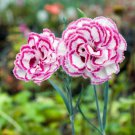 Dianthus 'Grans Favourite' Pinks Perennial Garden Plug Plants 200 PCS Seeds Dianthus 'Grans Favourite' Pinks Perennial Garden Plug Plants 200 PCS Seeds