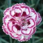 Dianthus 'Grans Favourite' Pinks Perennial Garden Plug Plants 200 PCS Seeds