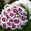 Dianthus Dark Red Sweet William Annual Flower 200 PCS Seeds